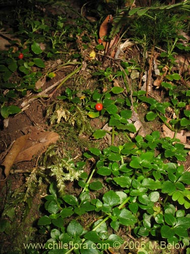 Image of Nertera granadensis (Rucachucao / Coralito / Quelligüenchucaou). Click to enlarge parts of image.